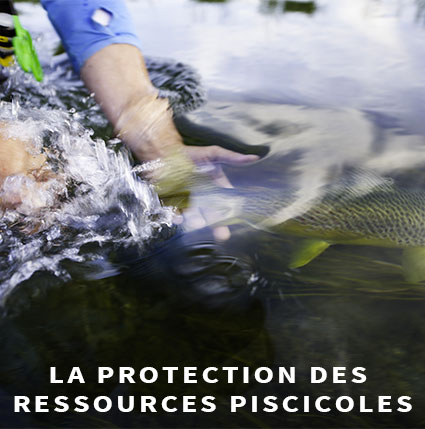 La protection des ressources piscicoles